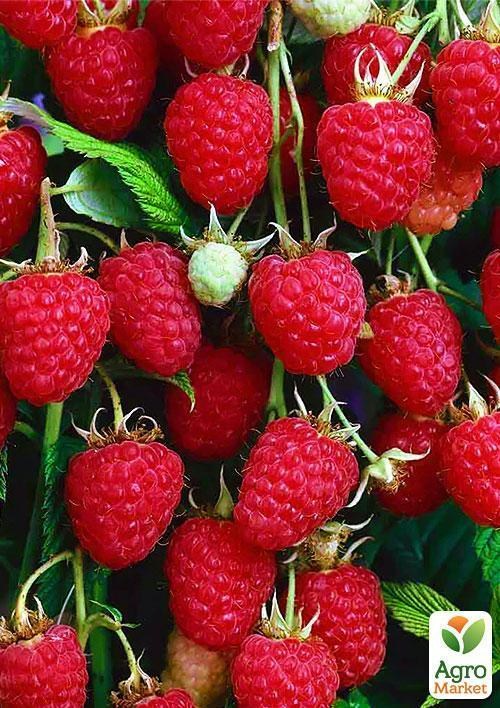 Малина "Моллінг Проміс" (Malling Promise) (середній термін дозрівання)