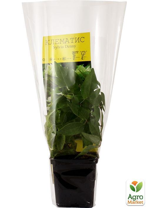 Клематис "Sylvia Denny" - фото 7