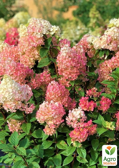 Гортензія волотиста 4-річна «Sundae Fraise», С4 - фото 2