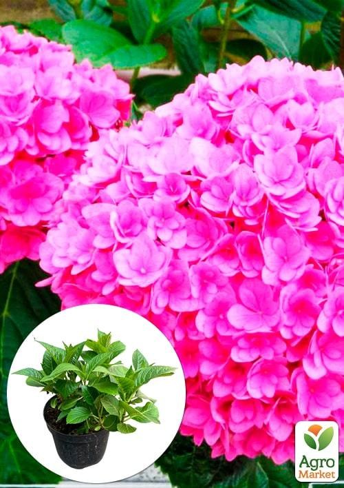 Гортензія ремонтантна круплолистна 3х літня «Папілон»