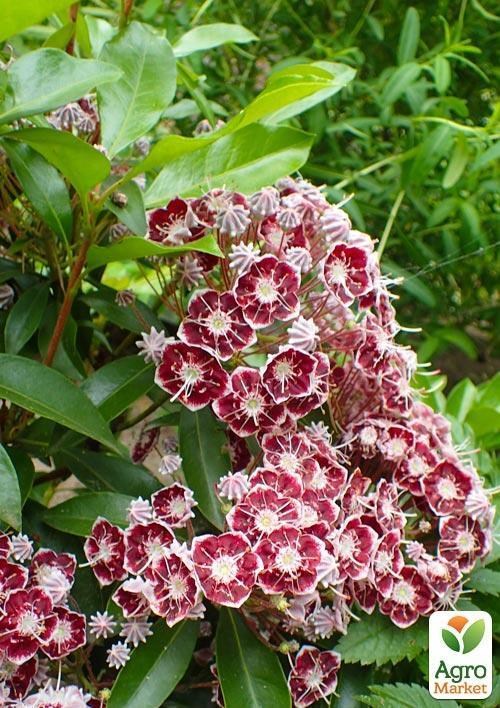 Кальмия latifolia "Bandeau" - фото 3