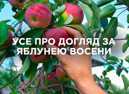Секрети догляду за яблунею восени