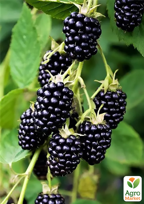 Ежевика "Навахо" 2х-летняя укорененная в контейнере - фото 6