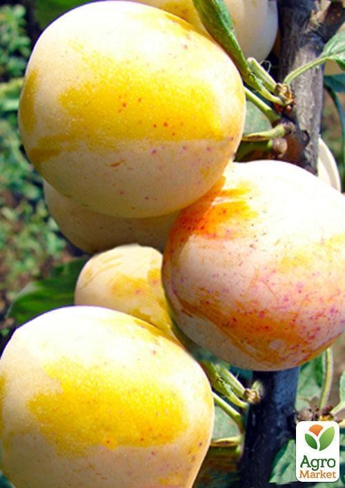 Слива "Ренклод" (летний сорт, ранний срок созревания)