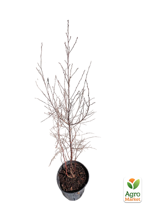 Береза повислая "Royal Frost" С4 высота 60-100см - фото 4
