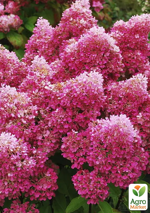 Гортензия метельчатая 4-х летняя "Petite Flori", С4 - фото 2