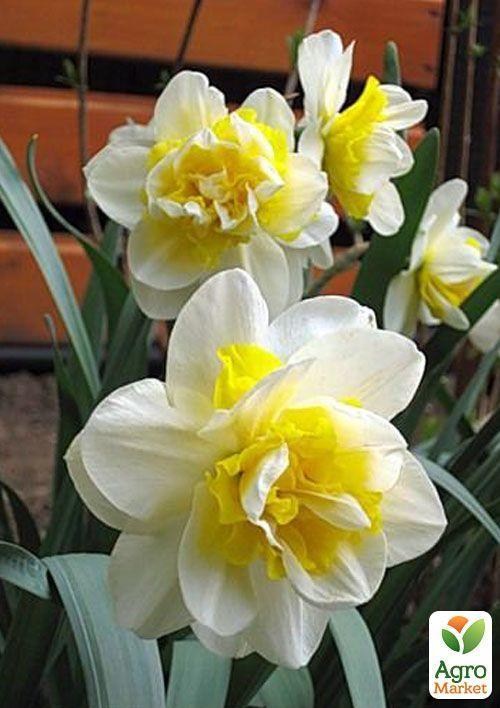 Нарцисс "White Lion"
