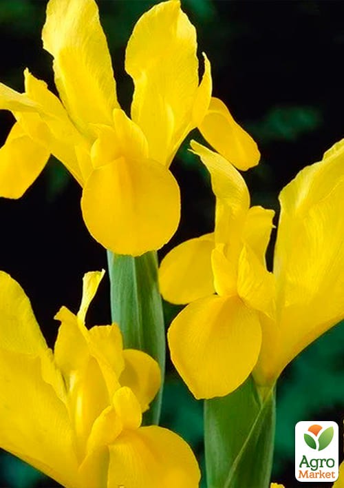 Ірис голландський "Royal Yellow 1004" 5шт в упаковці - фото 2
