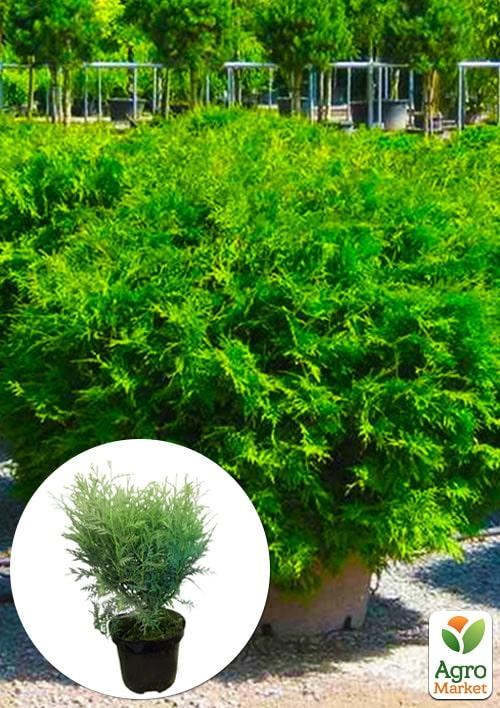Туя западная "Little Champion" С3, высота 25-30см