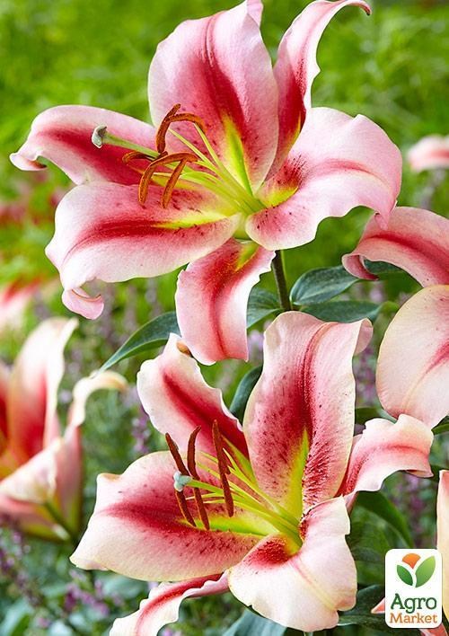 Лилия Гигант "Zagora" 