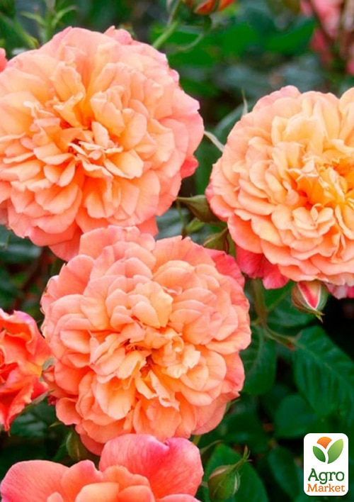 Роза плетистая "Алоха" в контейнере, высший сорт - фото 6