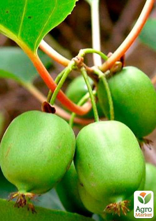 Актинідія "Київська великоплідна" (міні-ківі, морозостійкий сорт, пізній термін дозрівання) - фото 6