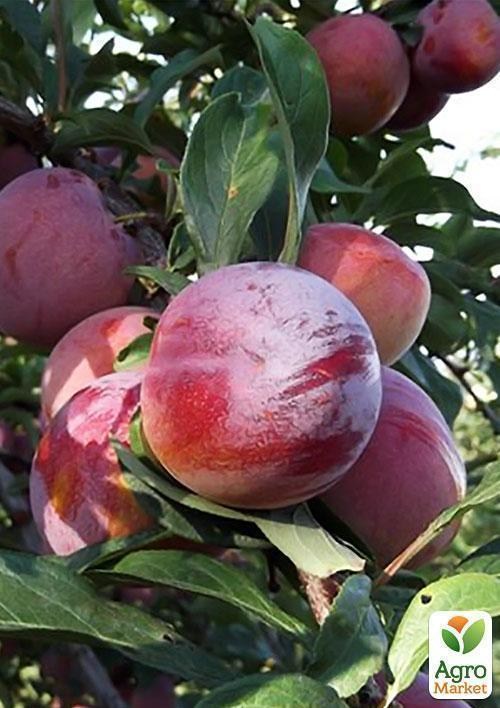 Слива "Озарк Премьер" - фото 3