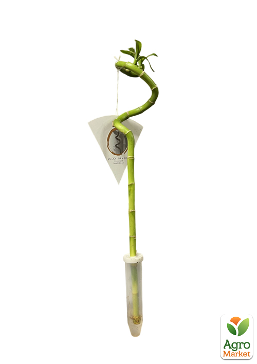 Бамбук комнатный "Lucky Bamboo" (Dracaena Sanderiana) - фото 5