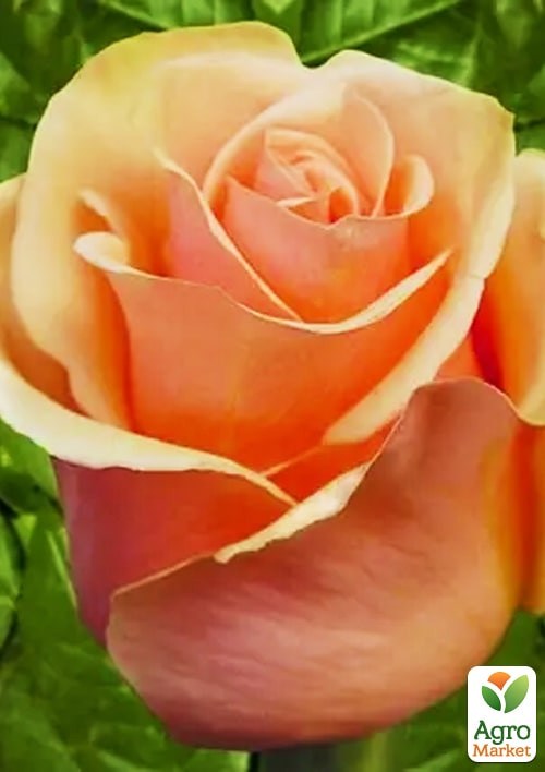 Роза в контейнере чайно-гибридная "Версилия" (саженец класса АА+) - фото 4