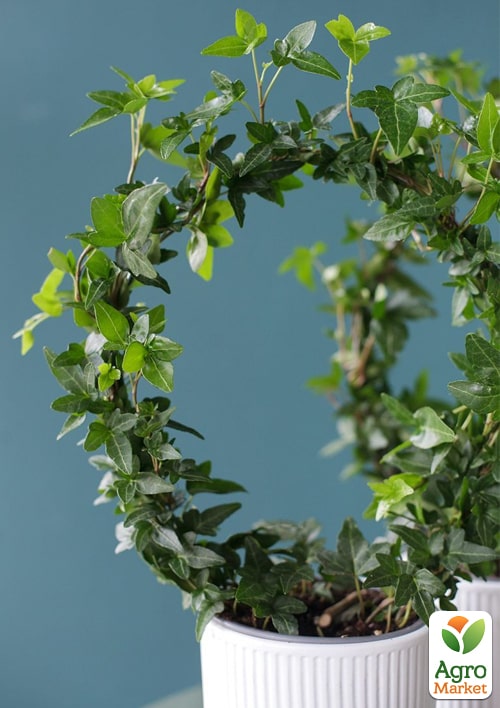 Плющ кімнатний "Shamrock" (арка) - фото 5