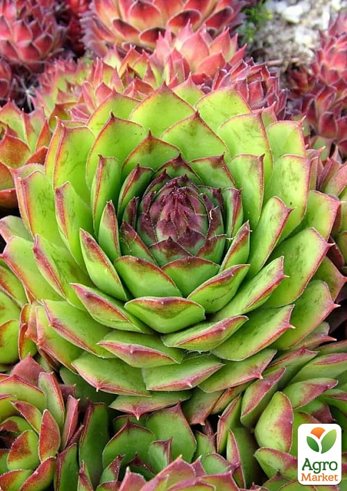 Молодило гибридное "Patton" - фото 2