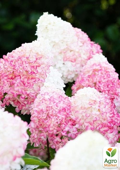 Гортензія волотиста "Pink & Rose" вазон Р9 - фото 3