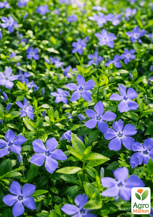 Барвинок большой "Vinca Major" (эффектный почвопокровный многолетник)