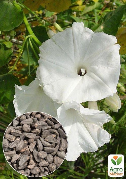 На развес Ипомея белая ТМ "Весна" цена  за 2г