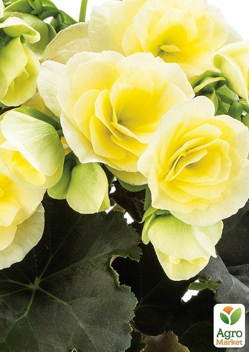 Бегония ампельная "Каскад желтая" 1шт  - фото 5