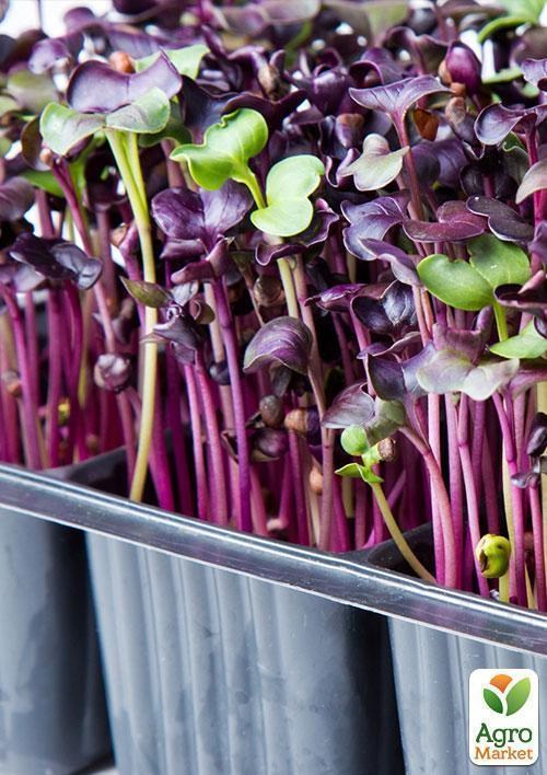 Микрозелень "Базилик Зеленый" (в банке) ТМ "Твоя Зеленая Весна" 7г - фото 3