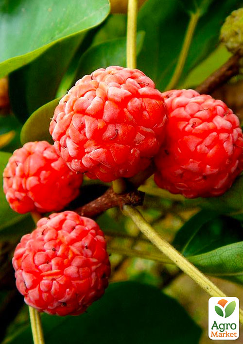 Эксклюзив! Клубничное дерево "Симфония вкуса" (Кудрания, перекрёстное опыление)