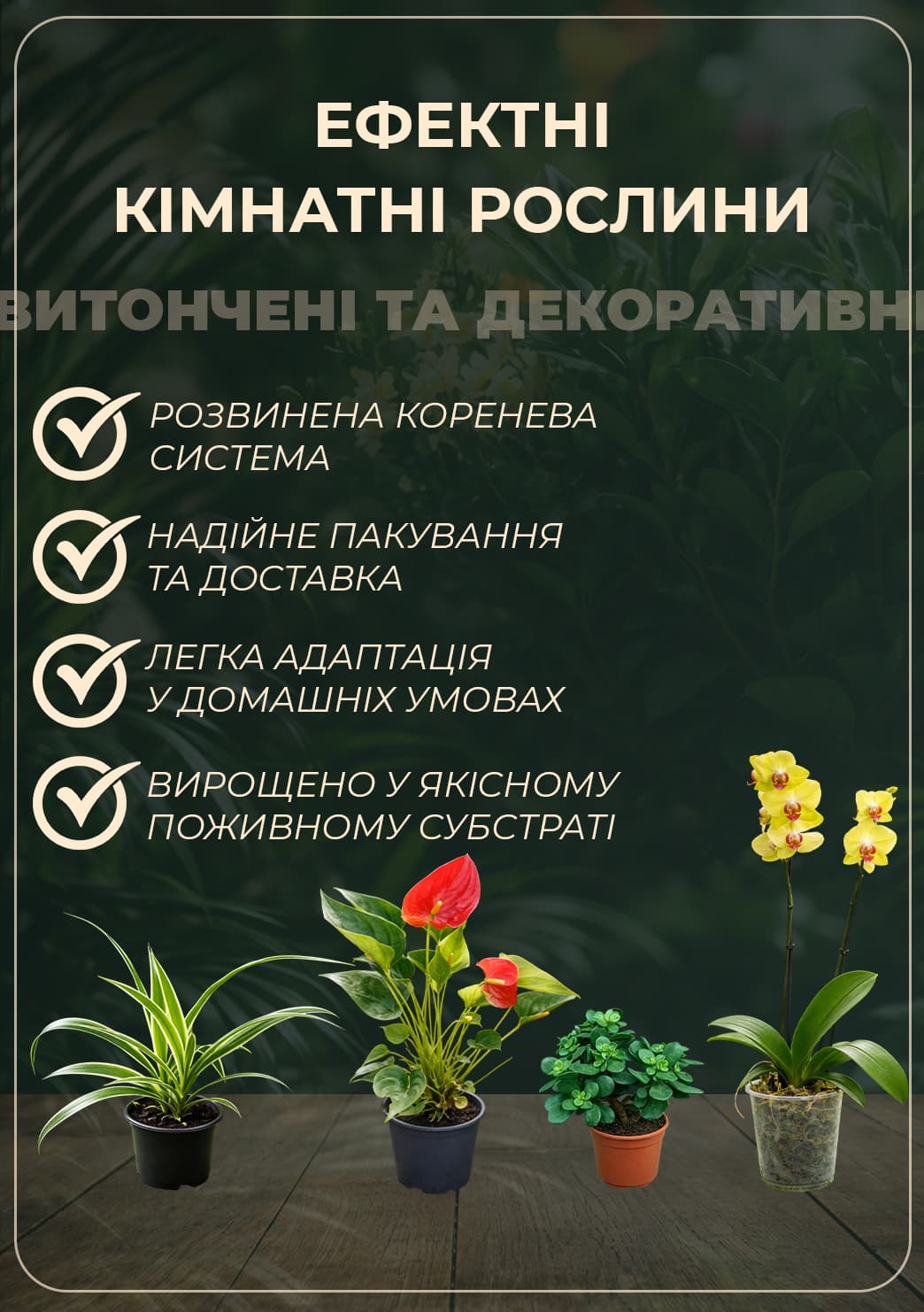 LMTD Тілландсія «Ionantha» на підвісній основі прямокутник 30см25