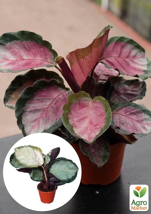 Калатея "Roseo Rosy" высота 35-45см