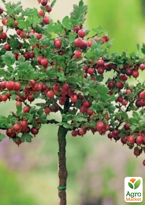 Агрус на штамбі "Хінномакі Рот" (Hinnonmaki Rot) (середній термін дозрівання)