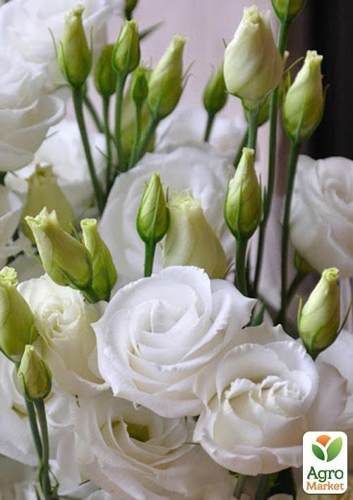 Эустома махровая "Rosita White" укорененная в контейнере Р9