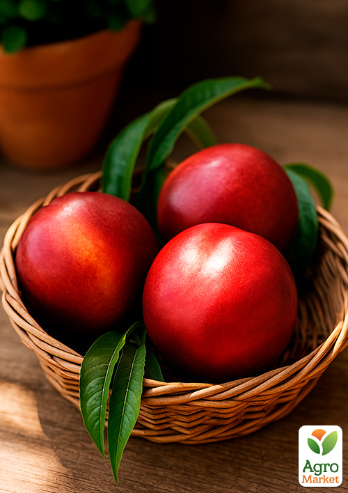 Нектарин "Алі Топ" (лисий персик, середній термін дозрівання) - фото 4