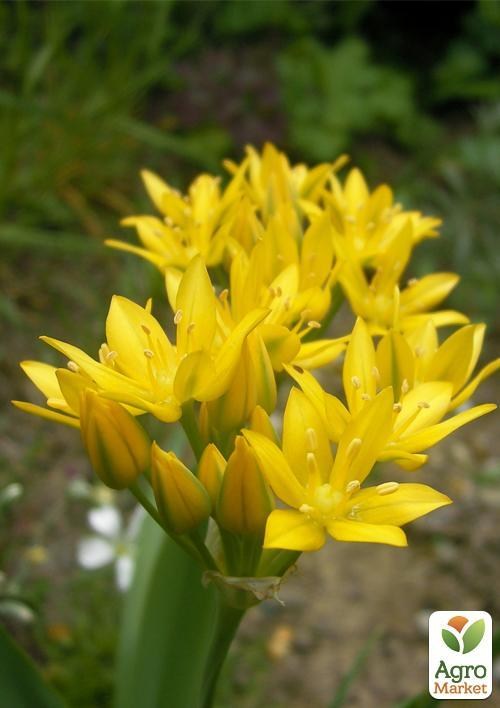 Аллиум "Moly" (размер 5/6 , средний) 5шт в упаковке