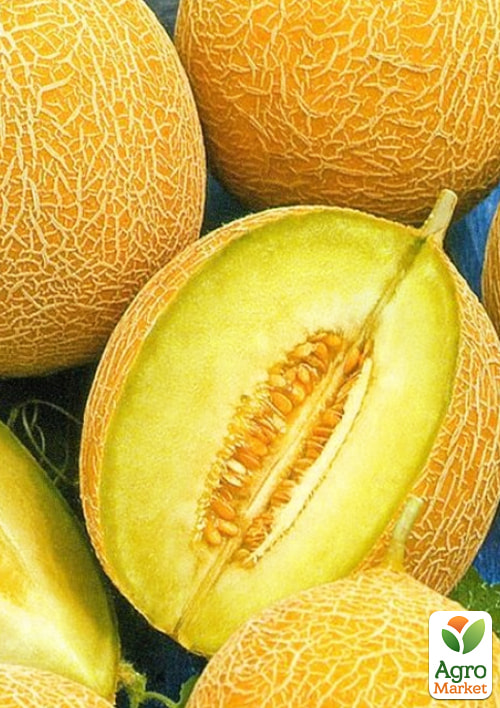 Дыня "Медовая сказка" (Большой пакет) ТМ "Весна" 2,5г