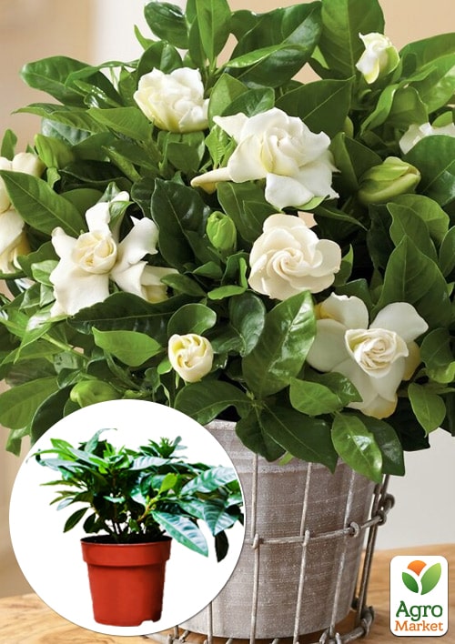 Гарденія жасминоподібна "The first love" (Gardenia jasminoides)