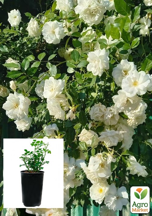 Роза в контейнере плетистая "Schneewalzer" (саженец класса АА+)