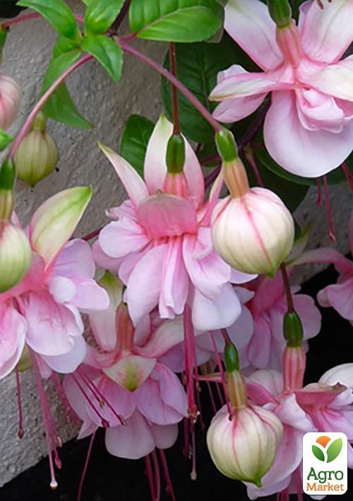 Фуксія ампельна "Southgate" (контейнер № 10, висота 5-10 см)