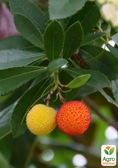 Арбутус розовоцветный "Cobra" (земляничное дерево) вазон Р9