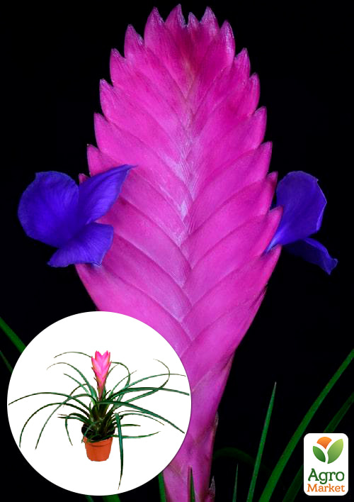 Тілландсія "Аніта" (Tillandsia Cyanea)