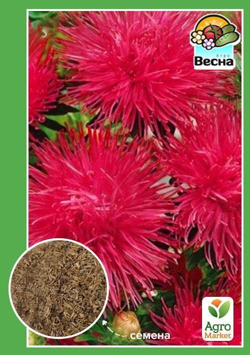 Астра "Малиновый блеск" ТМ "Весна" 0.2г