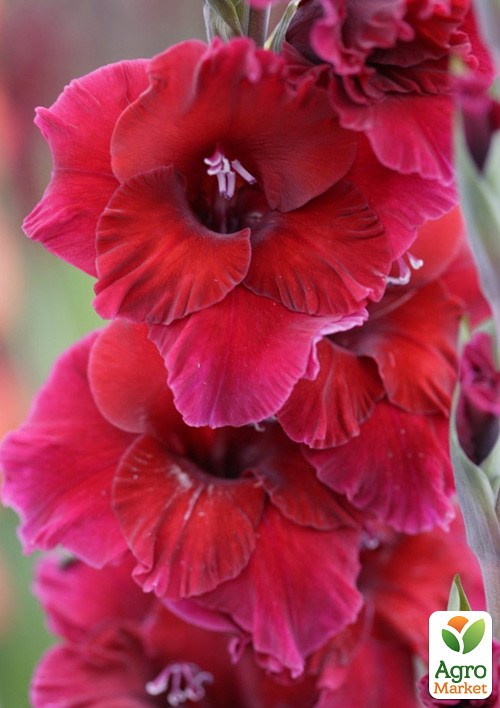 Гладіолус "Plumtart"  - фото 2