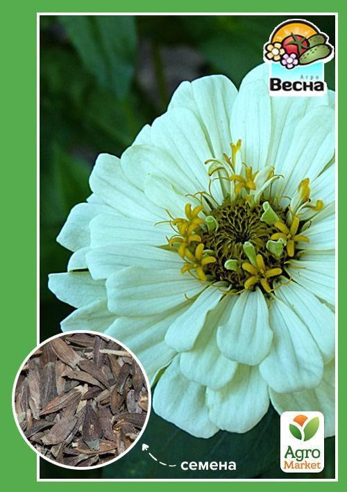 Цинния "Карликовая белая" ТМ "Весна" 0.4г
