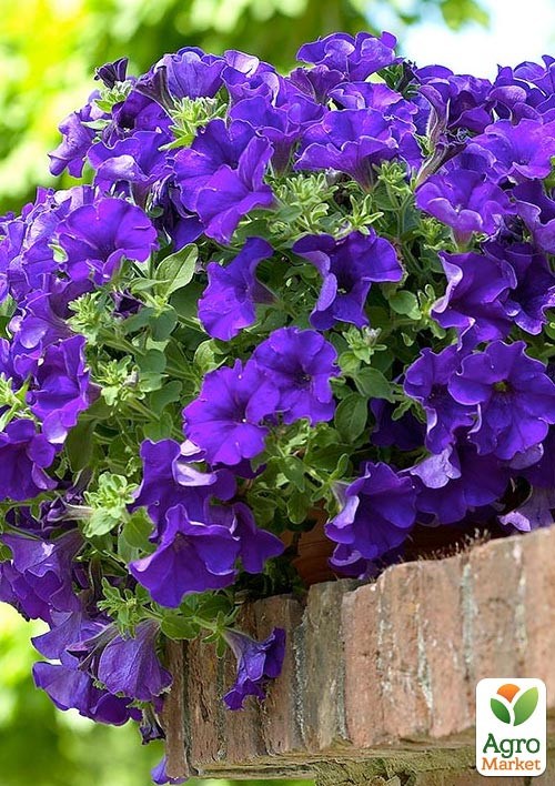 Сурфінія "Giant Blue" (контейнер № 10, висота 10-15 см)