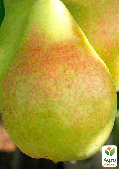 Груша "Дельбарью" (осінній сорт, середній термін дозрівання) - фото 4