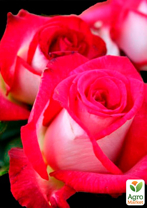 Троянда чайно-гібридна "Ранок Парижа" (саджанець класу АА +) вищий сорт - фото 4