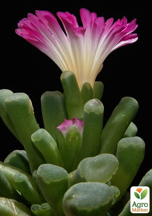 Літопси "Живі Камені" (Frithia Pulchra) - фото 6