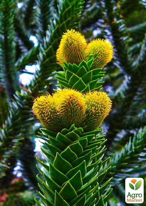 Араукарія Чилійська (Araucaria araucana)