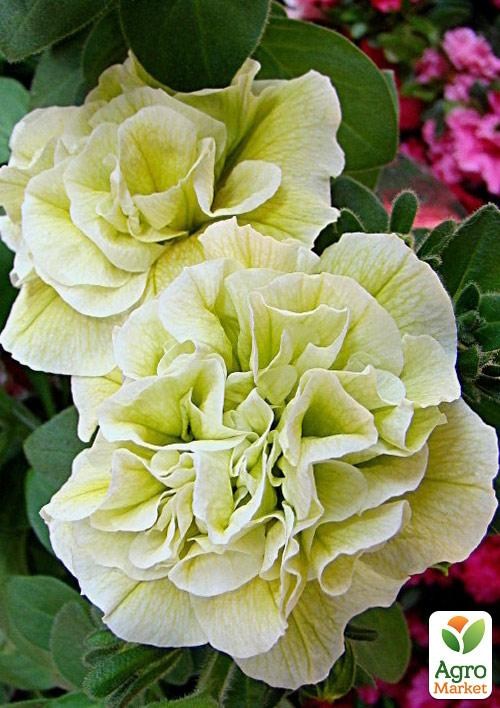 Петунія напівампельна Sweet Sunshine "Pearl"