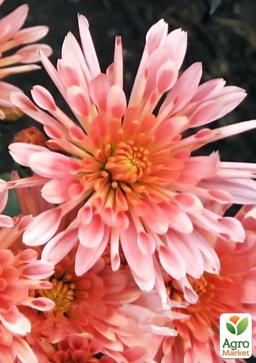 Хризантема мультифлора шарообразная "Стелла" (укорененный черенок высота 5-10 см)