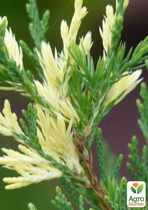 Можжевельник китайский "Stricta Variegata" вазон С5 высота 40-60см - фото 4